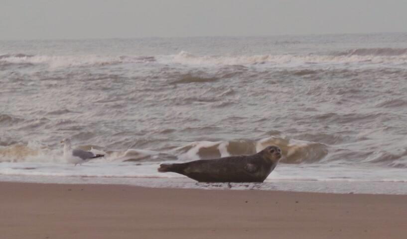 De Blaauboer, Vakantiehuisje 海边的艾格蒙特 客房 照片